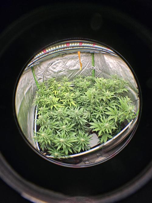 Three Sisters and a Tourist. Week 22