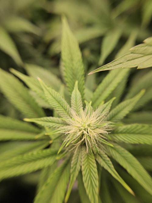 Three Sisters and a Tourist. Week 22