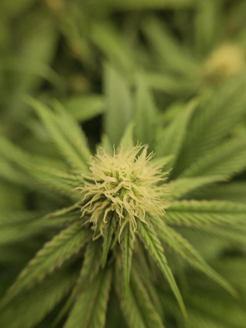 Three Sisters and a Tourist. Week 22