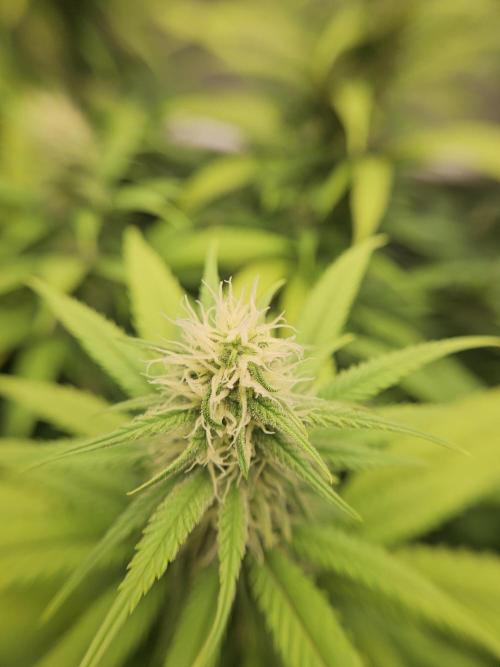 Three Sisters and a Tourist. Week 22