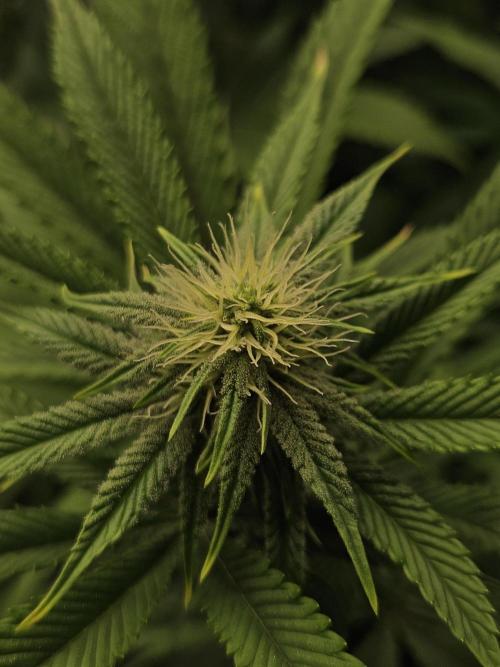 Three Sisters and a Tourist. Week 22