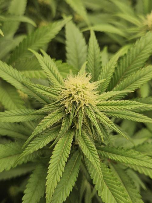 Three Sisters and a Tourist. Week 22