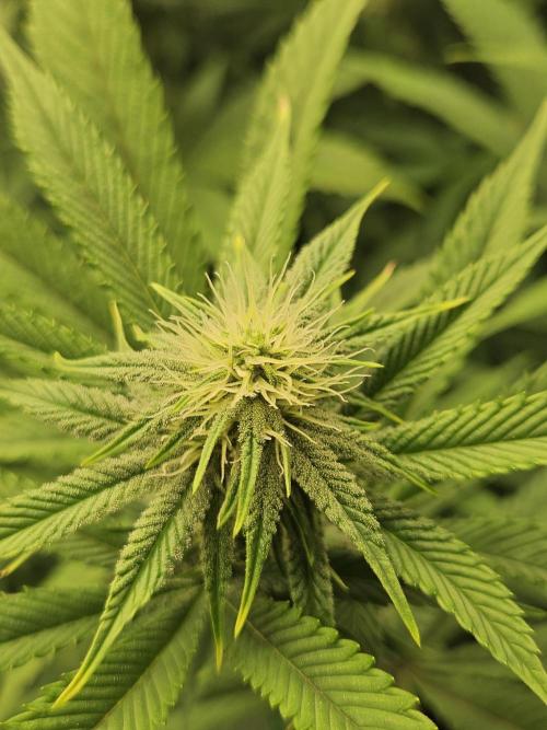 Three Sisters and a Tourist. Week 22