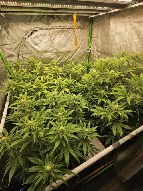 Three Sisters and a Tourist. Week 22