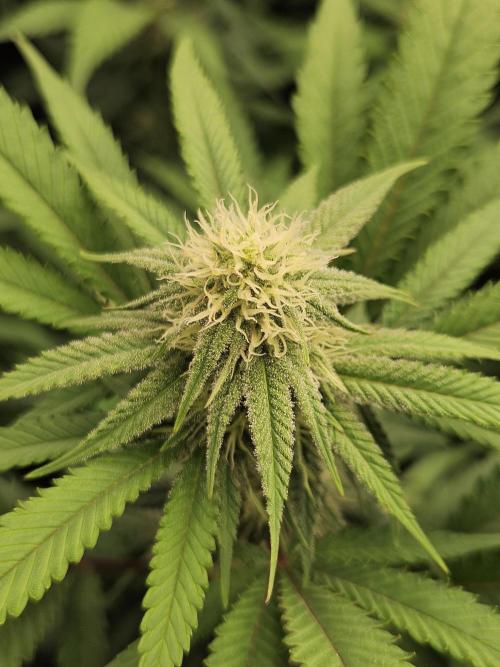 Three Sisters and a Tourist. Week 22