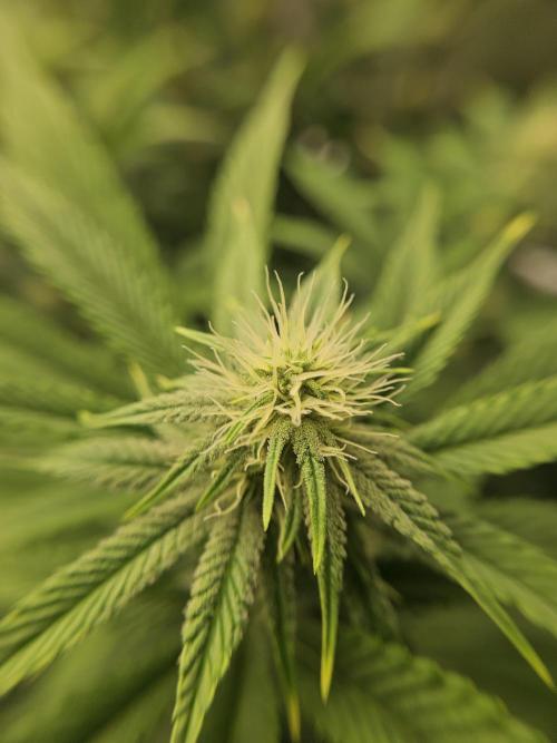 Three Sisters and a Tourist. Week 22