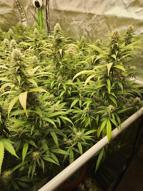 Three Sisters and a Tourist. Week 23