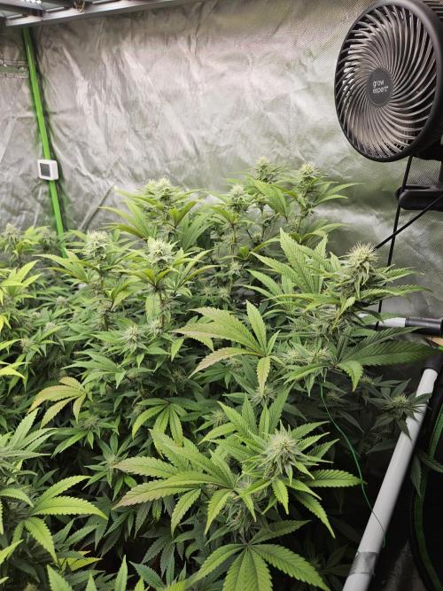 Three Sisters and a Tourist. Week 23