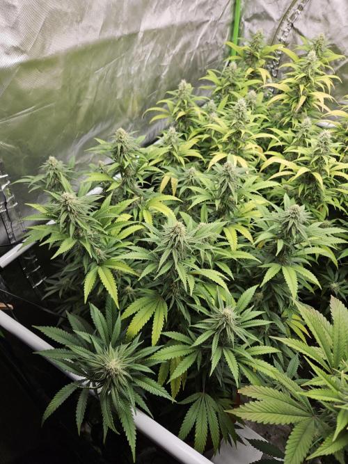 Three Sisters and a Tourist. Week 23