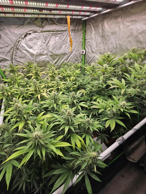 Three Sisters and a Tourist. Week 23