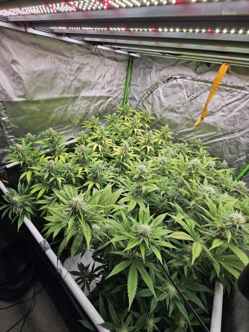 Three Sisters and a Tourist. Week 23