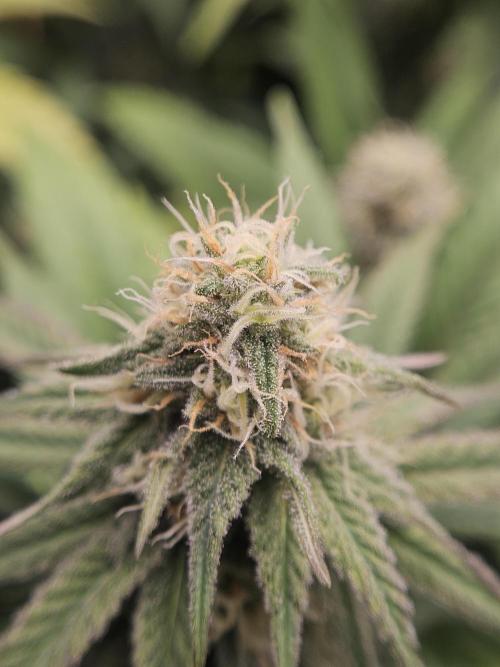 Three Sisters and a Tourist. Week 23