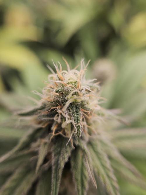 Three Sisters and a Tourist. Week 23