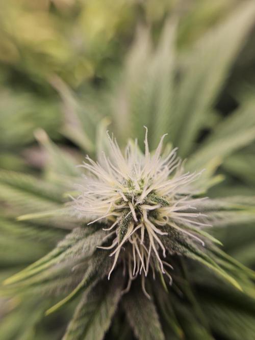 Three Sisters and a Tourist. Week 23