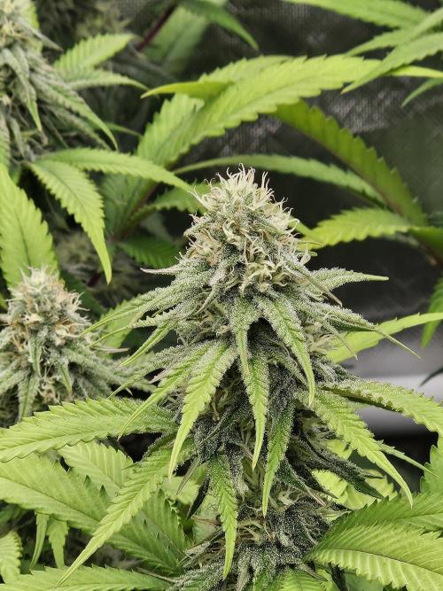 Three Sisters and a Tourist. Week 23