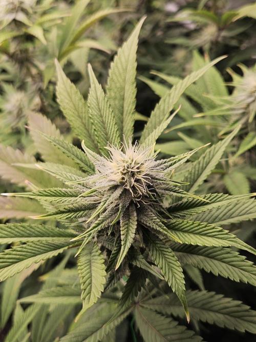 Three Sisters and a Tourist. Week 23