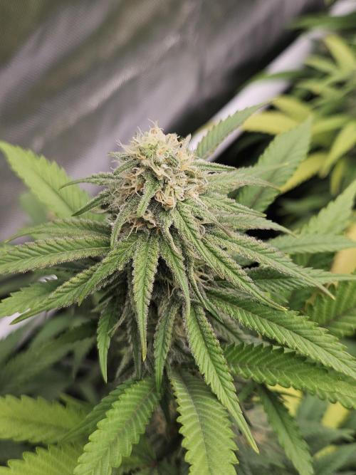 Three Sisters and a Tourist. Week 23