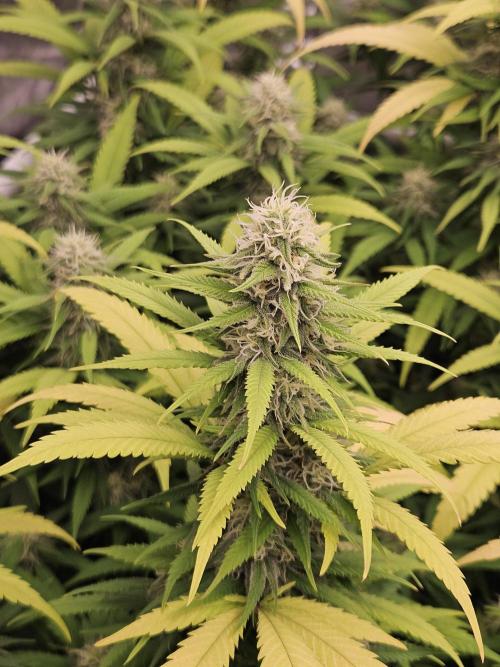 Three Sisters and a Tourist. Week 23