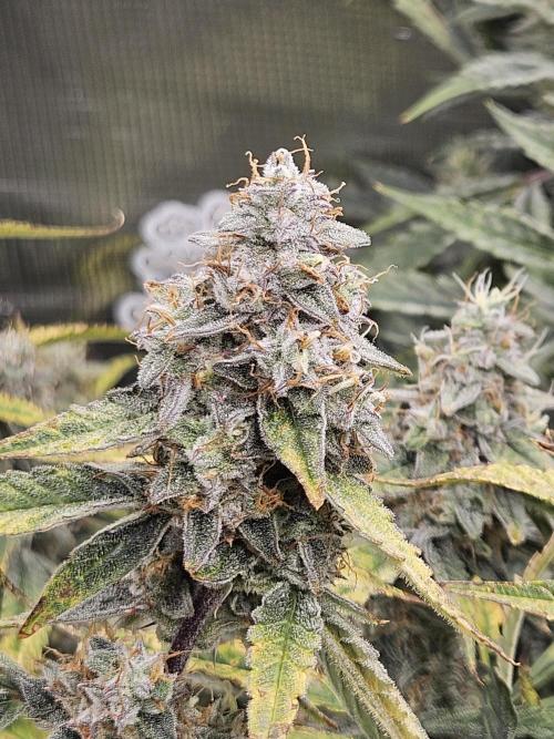 First Time in Coco... Send Help. Week 11