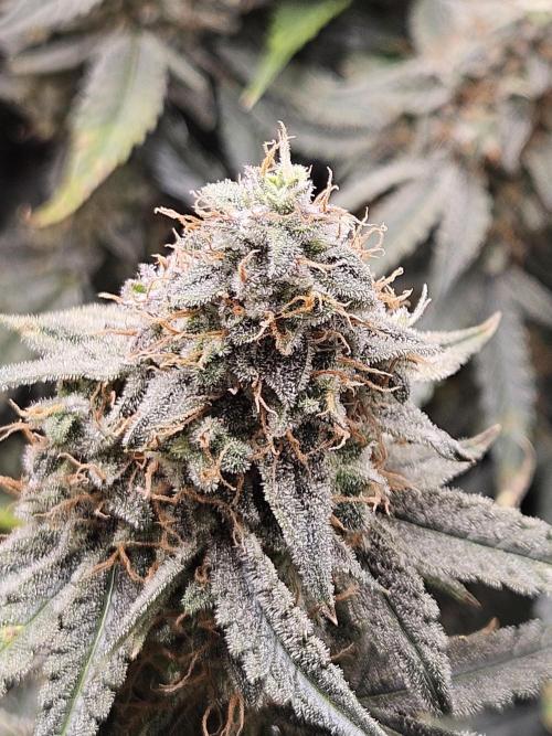 First Time in Coco... Send Help. Week 11