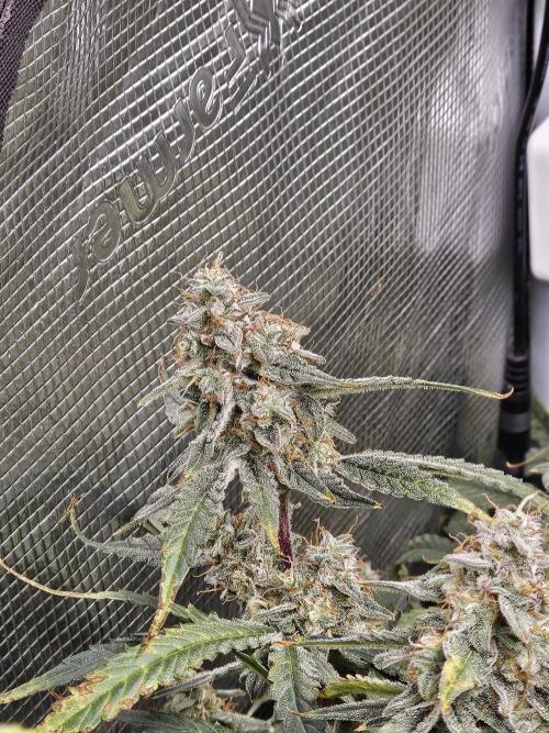 First Time in Coco... Send Help. Week 11