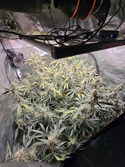 First Time in Coco... Send Help. Week 11