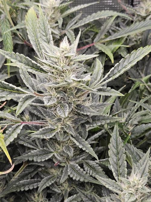 First Time in Coco... Send Help. Week 11