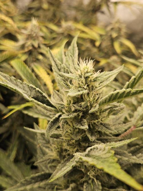 First Time in Coco... Send Help. Week 11