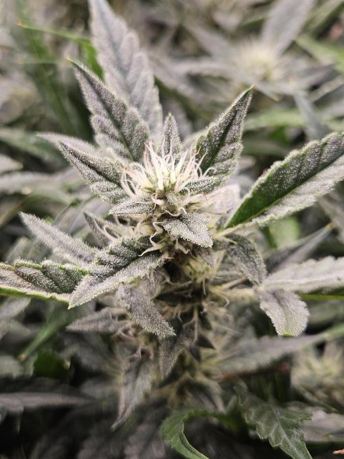 First Time in Coco... Send Help. Week 11