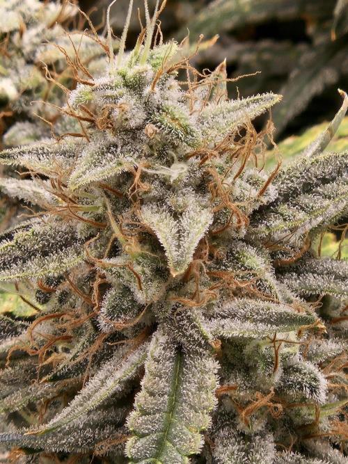 First Time in Coco... Send Help. Week 11