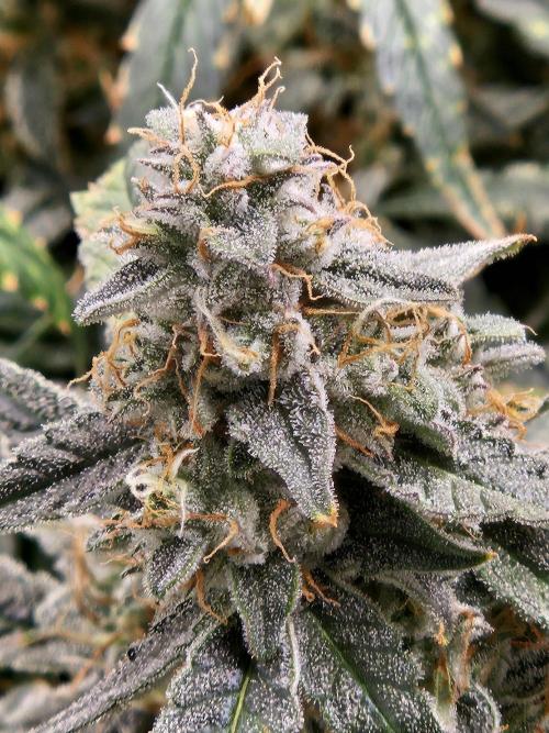 First Time in Coco... Send Help. Week 11