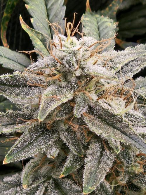 First Time in Coco... Send Help. Week 11