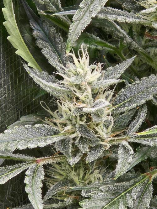 First Time in Coco... Send Help. Week 11