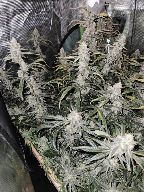 First Time in Coco... Send Help. Week 11