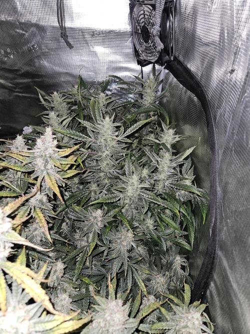 First Time in Coco... Send Help. Week 11