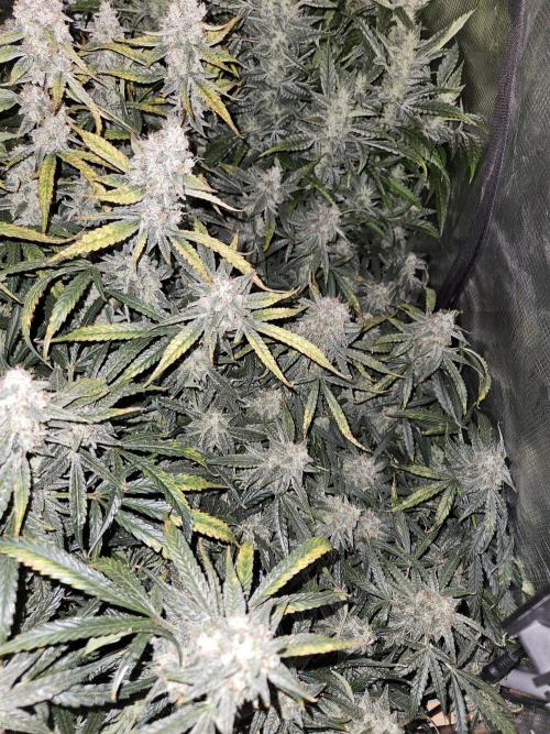 First Time in Coco... Send Help. Week 11