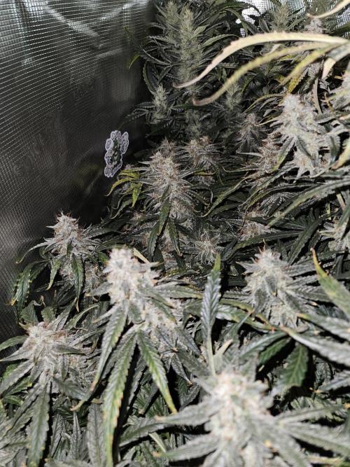 First Time in Coco... Send Help. Week 11