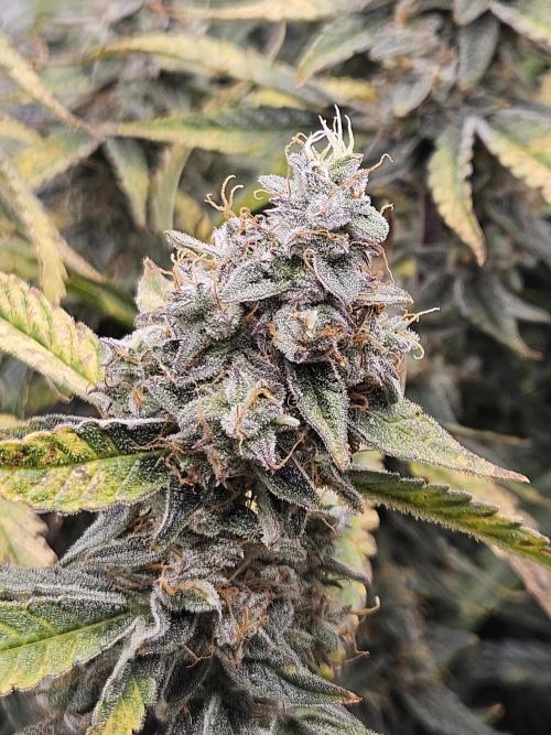 First Time in Coco... Send Help. Week 11