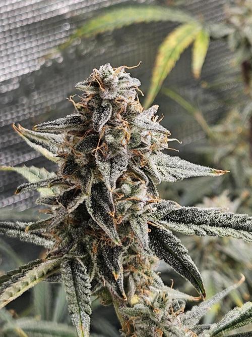 First Time in Coco... Send Help. Week 11