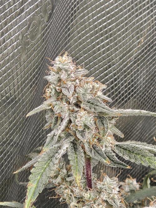 First Time in Coco... Send Help. Week 11