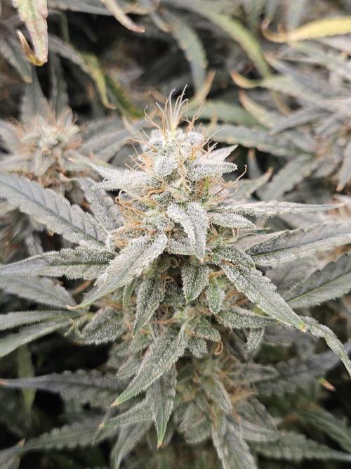 First Time in Coco... Send Help. Week 11