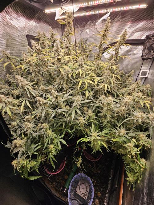 First Time in Coco... Send Help. Week 11