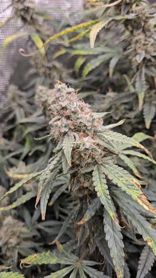 First Time in Coco... Send Help