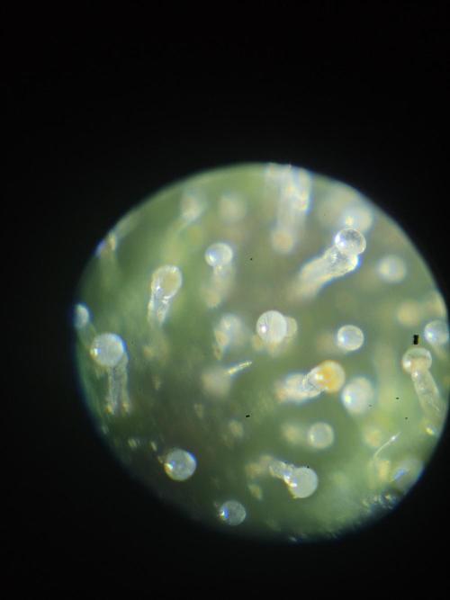 First Time in Coco... Send Help. Week 11