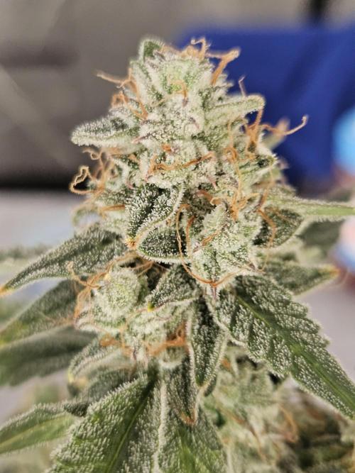 First Time in Coco... Send Help. Week 12