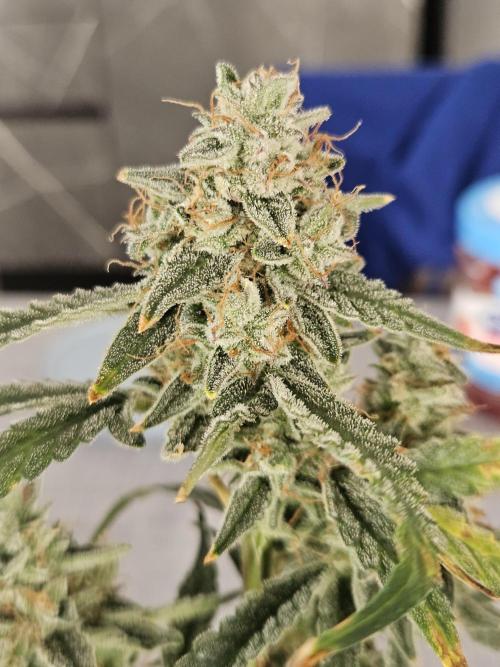 First Time in Coco... Send Help. Week 12