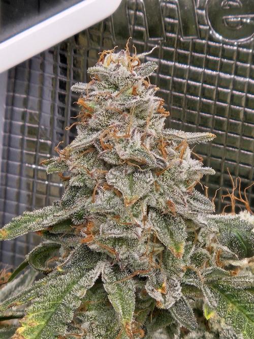 First Time in Coco... Send Help. Week 12