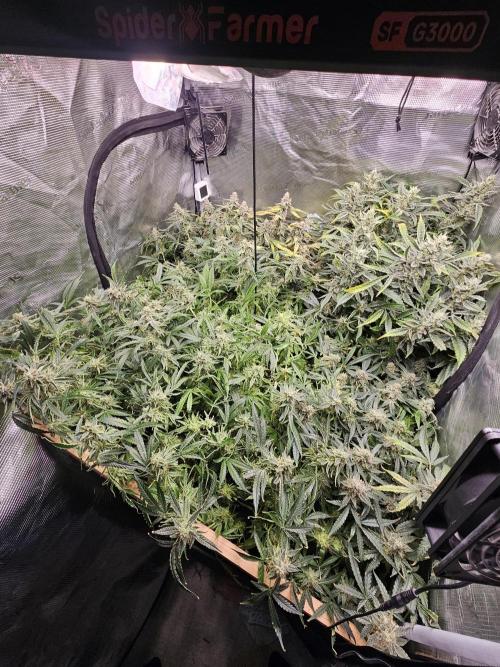 First Time in Coco... Send Help. Week 12