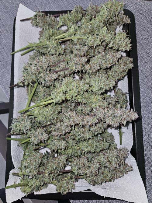 First Time in Coco... Send Help. Week 12