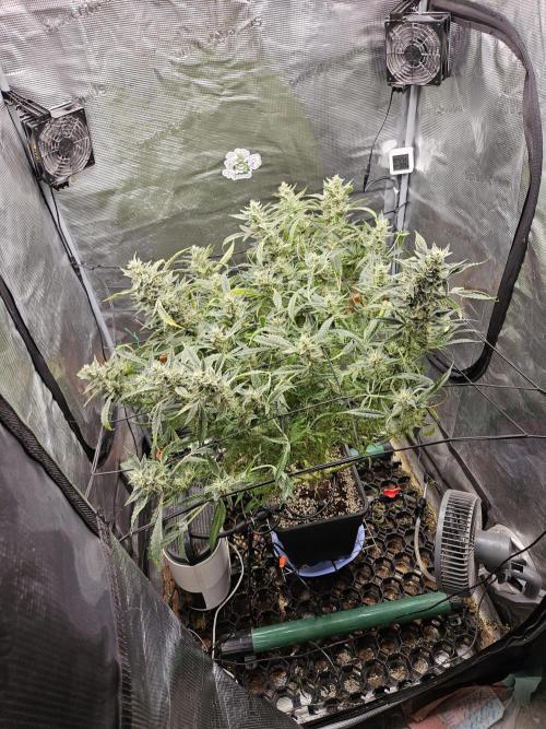 First Time in Coco... Send Help. Week 12